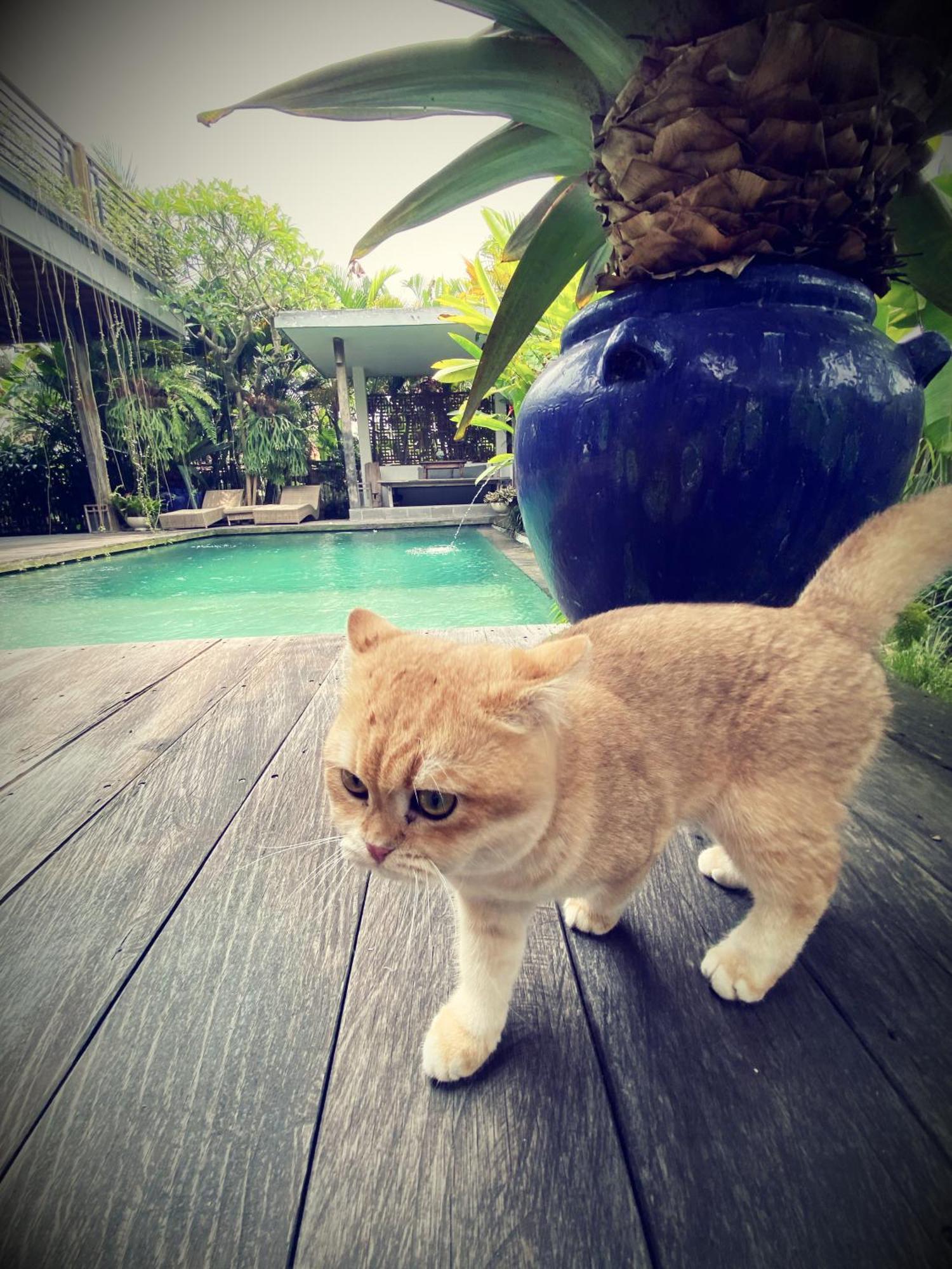 Villa Alchemist House 烏布煉金師之屋 Ubud